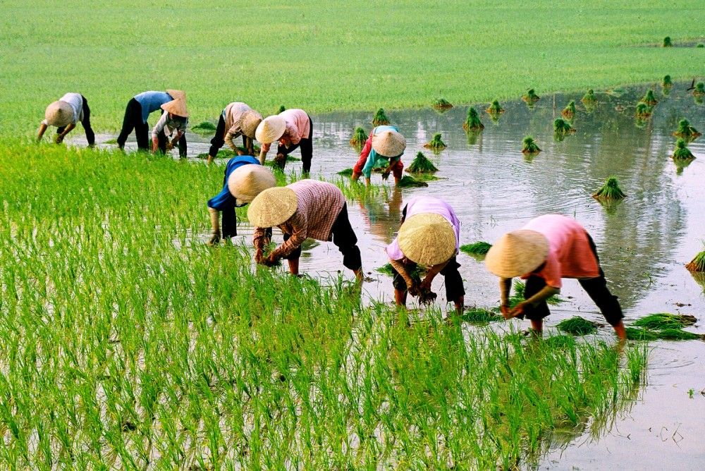 MS Groups Sustainable Agriculture Division